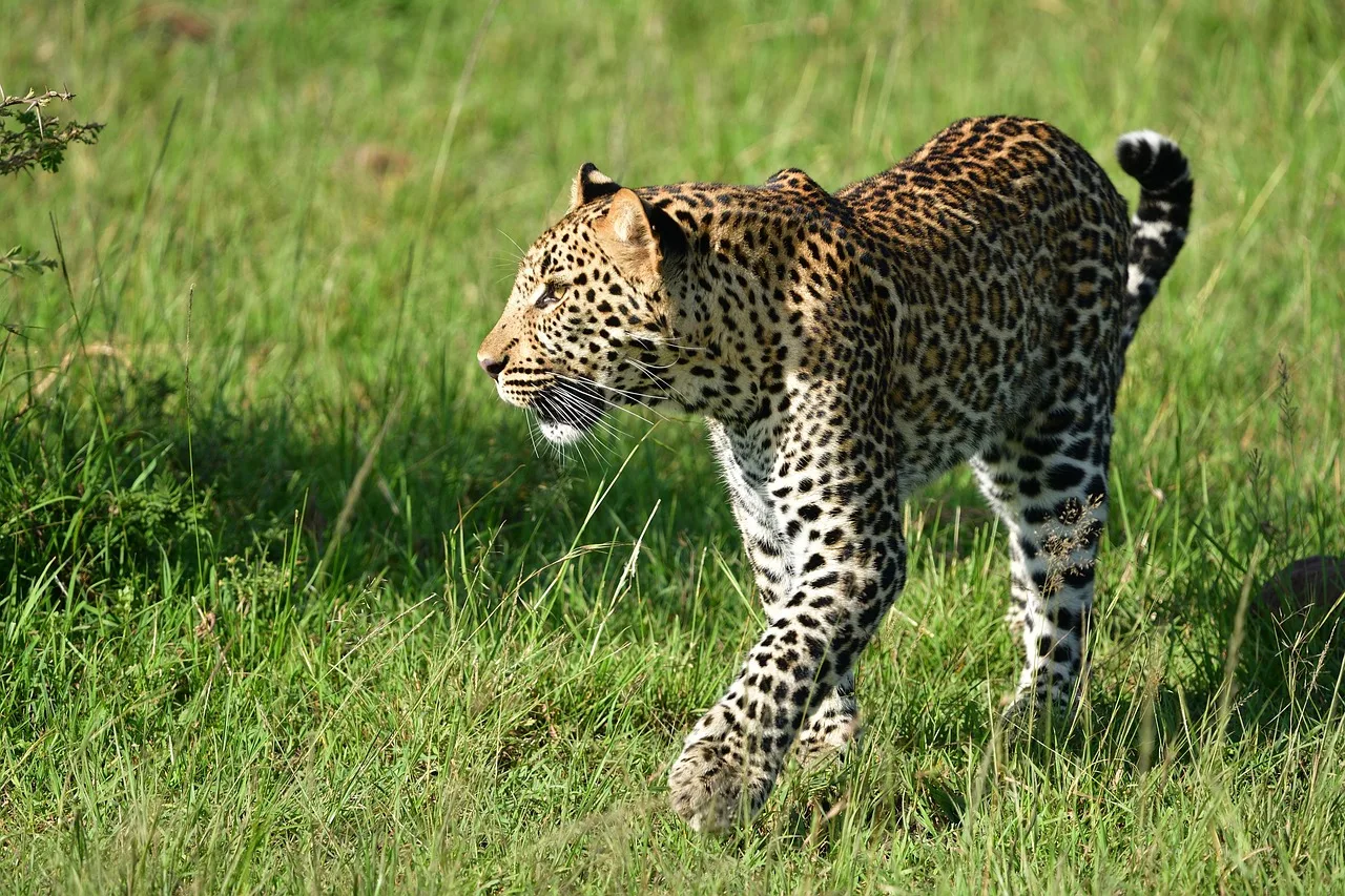 Maasai Mara Group Joining Safari