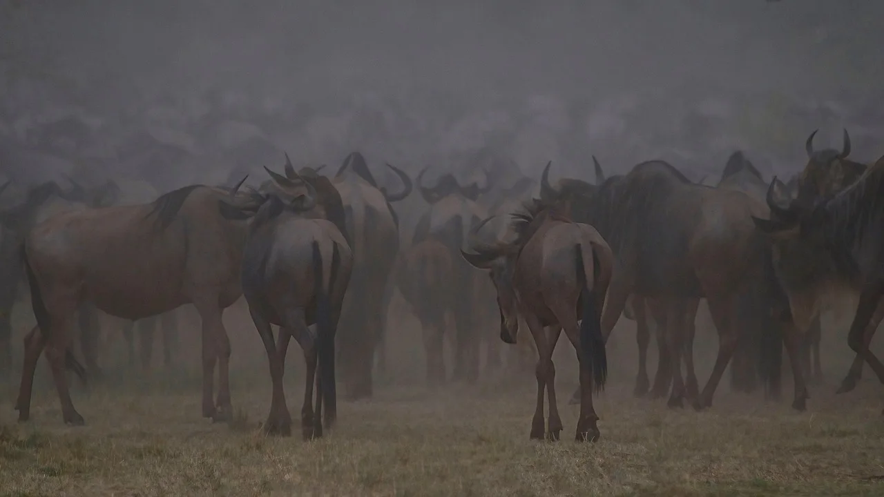 Maasai Mara Wildebeests Migration Group Joining Safari