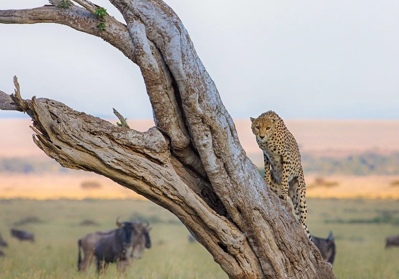 Maasai Mara Group Joining Safari