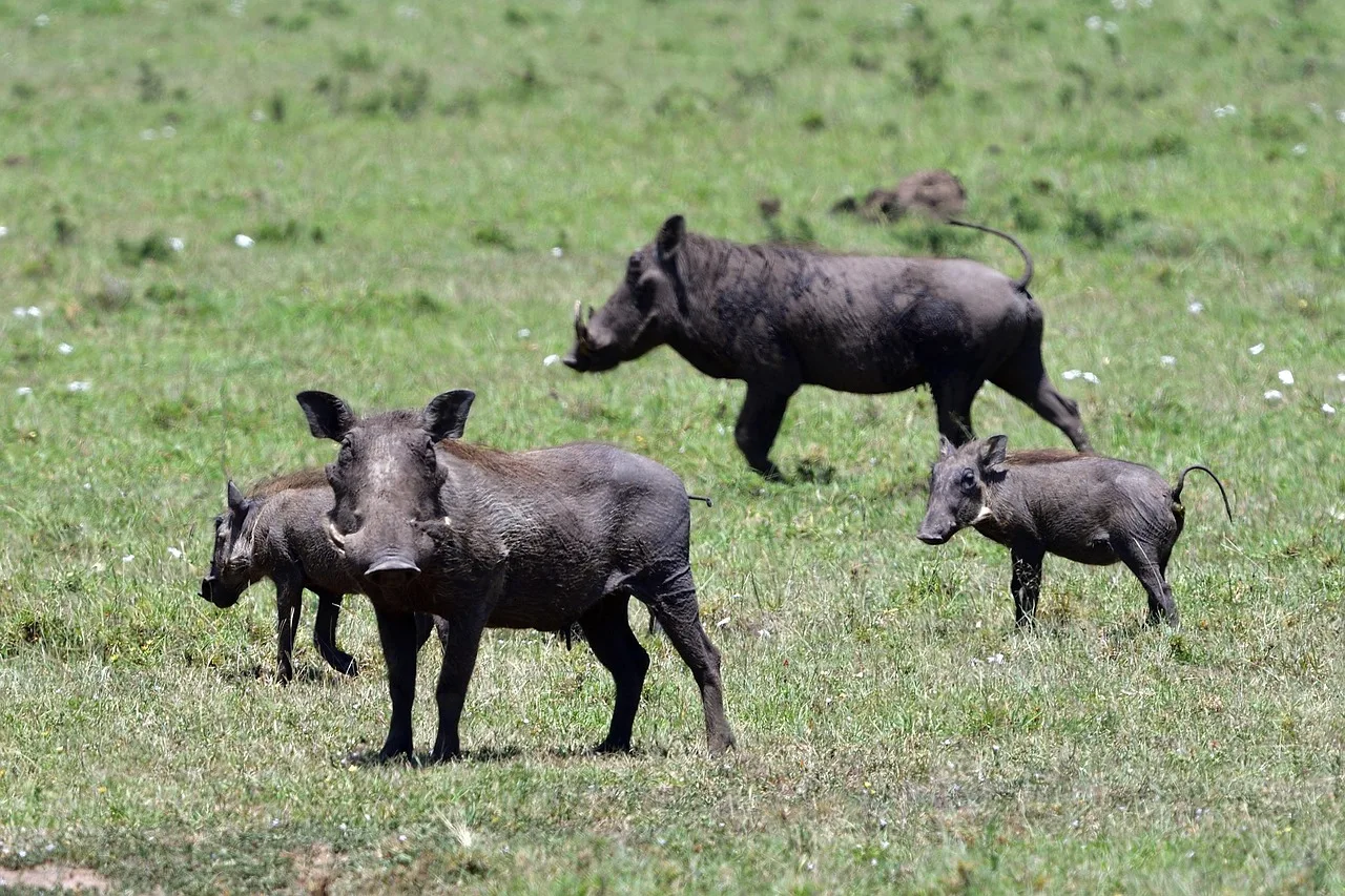 Maasai Mara Group Joining Safari 2