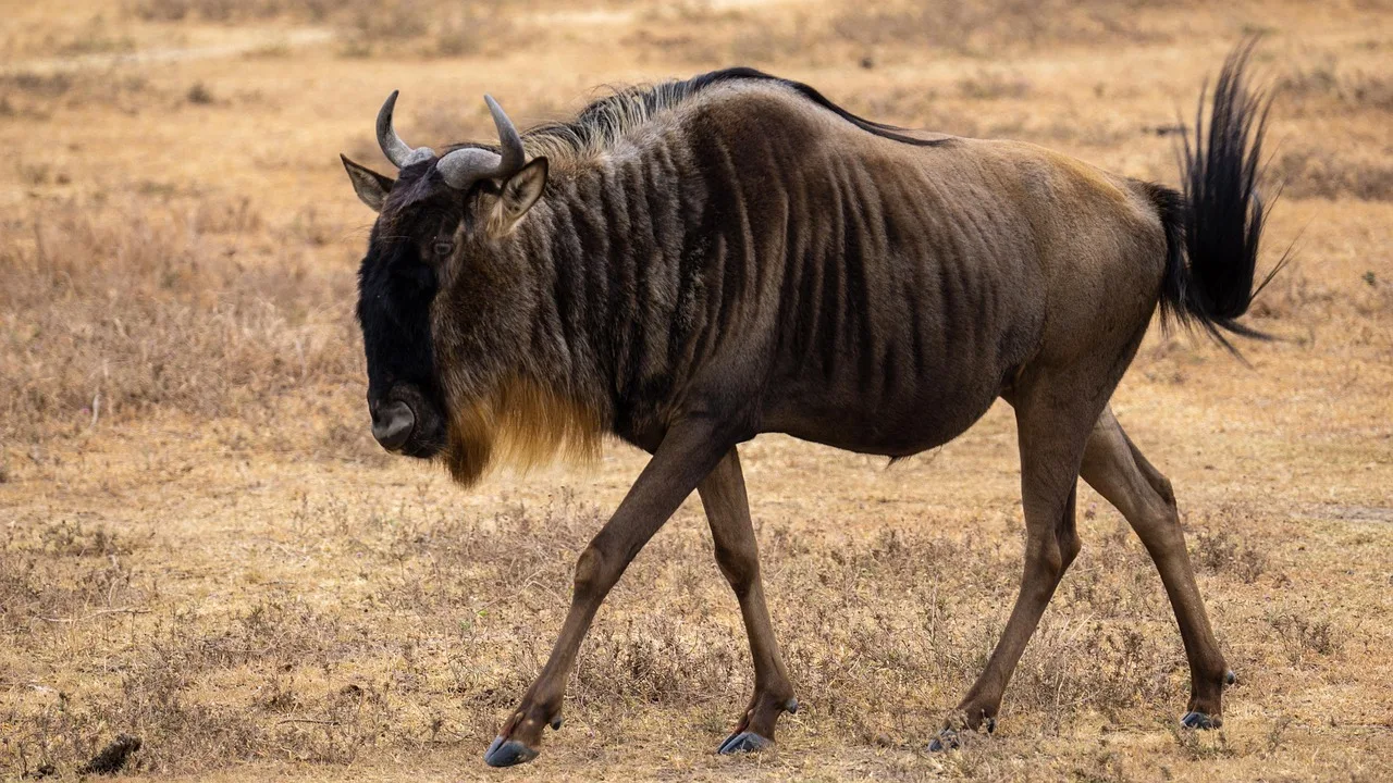 Maasai Mara Wildebeests Migration Group Joining Safari