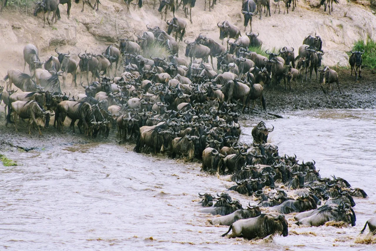 Maasai Mara Wildebeests Migration Group Joining Safari 2