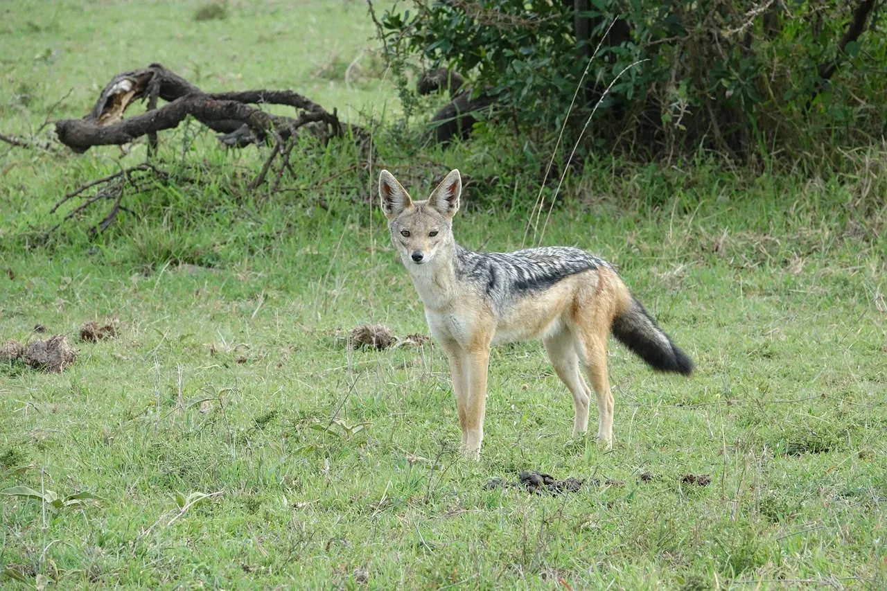 Maasai Mara Wildebeests Migration Group Joining Safari 3
