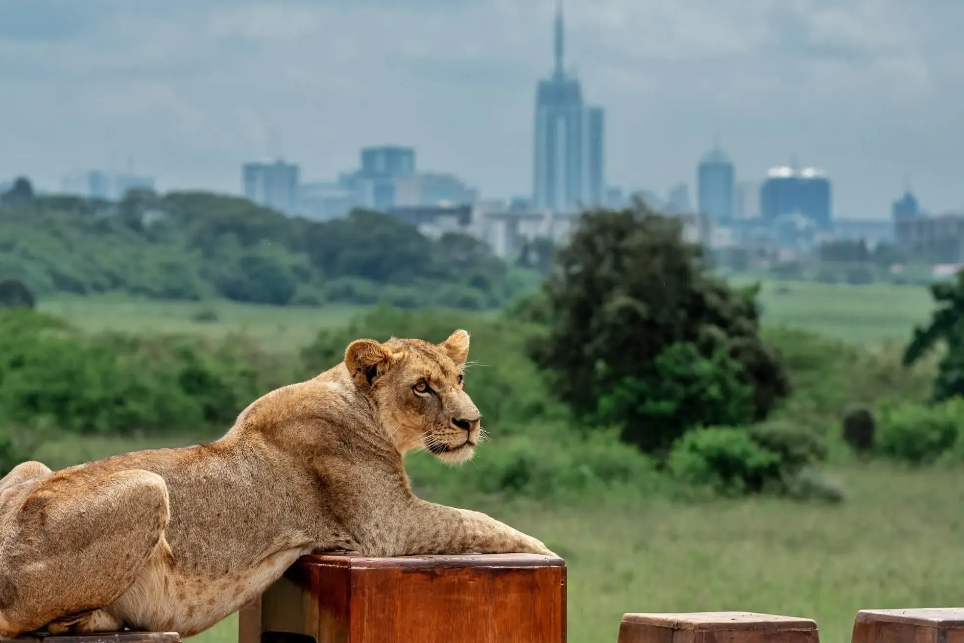 One Day Nairobi National Park Wildlife Safari