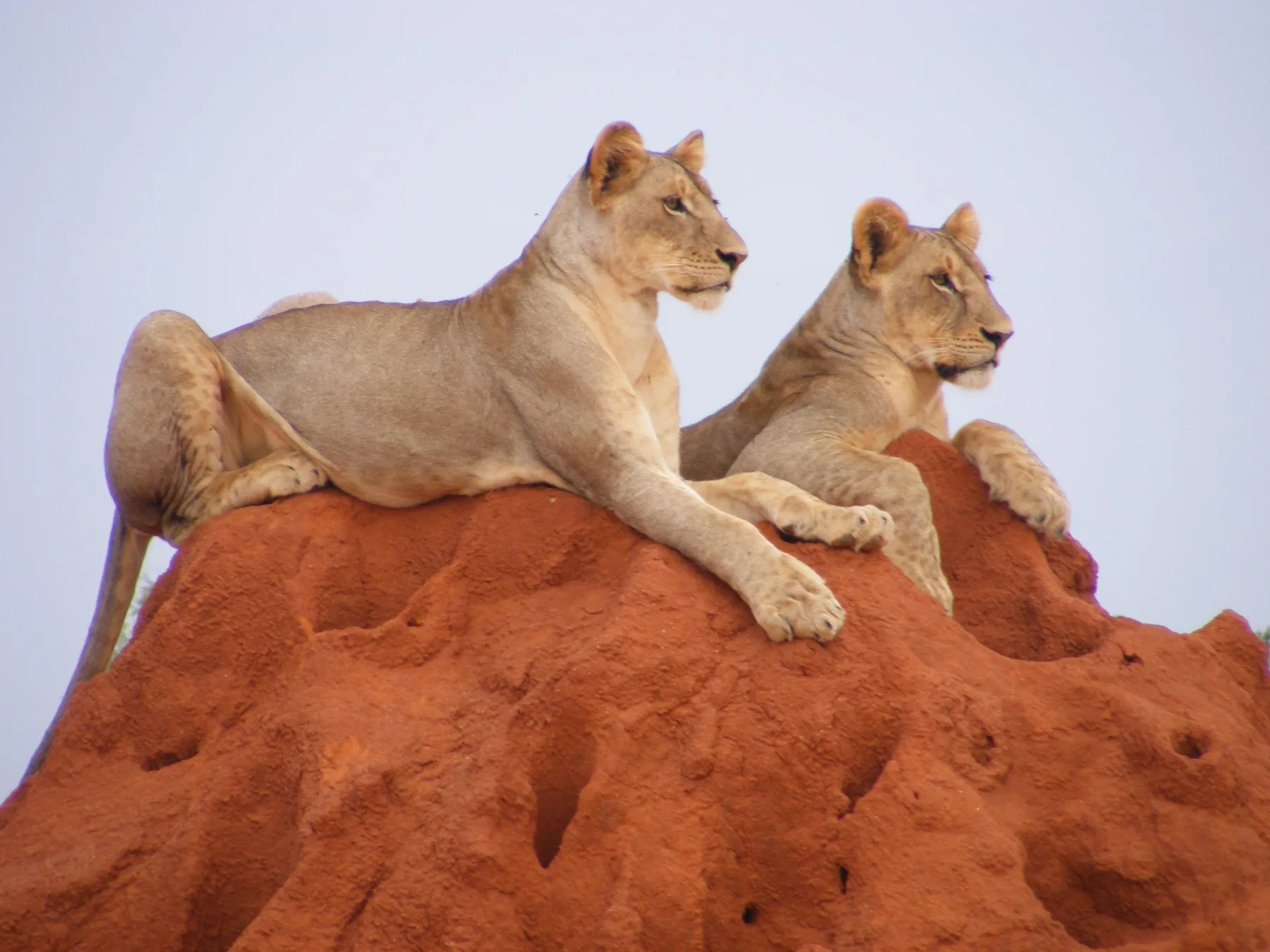 Kenya Big Five Grand Safari