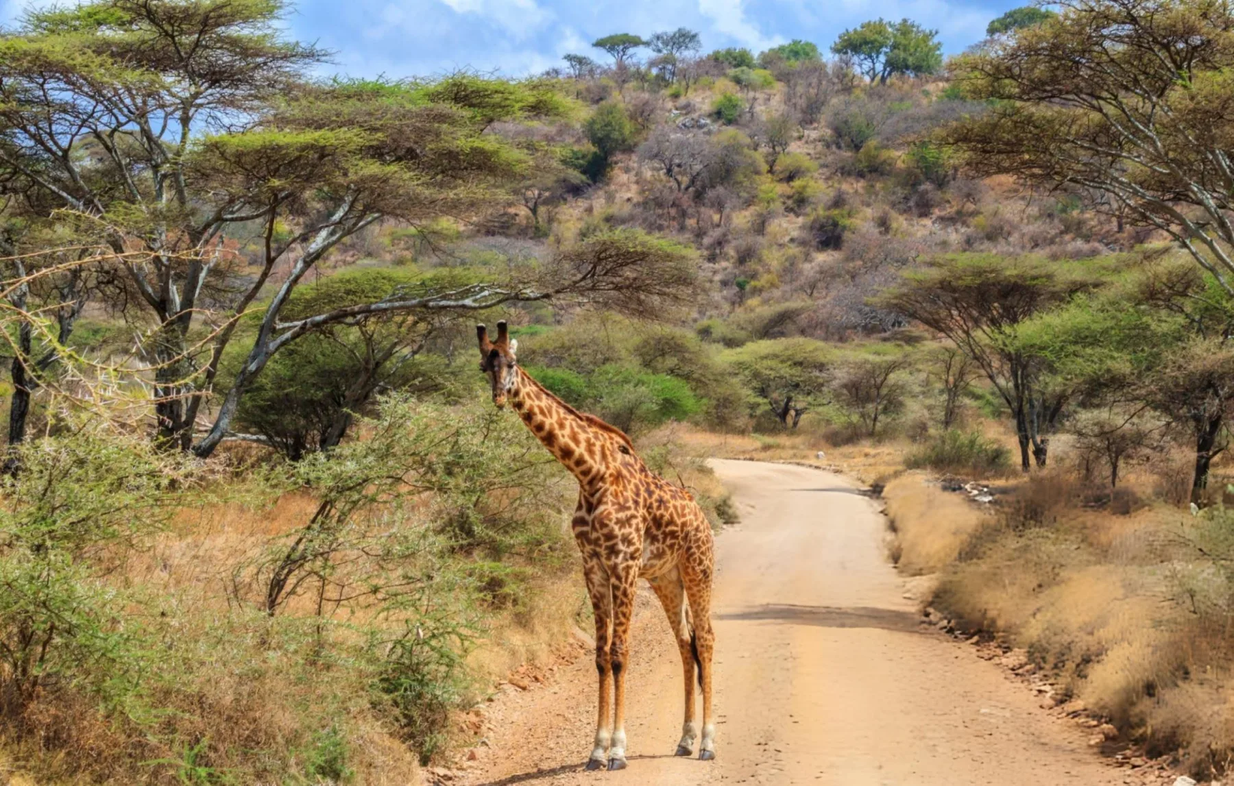 Five Days Northern Kenya Samburu and Ol Pejeta Safari