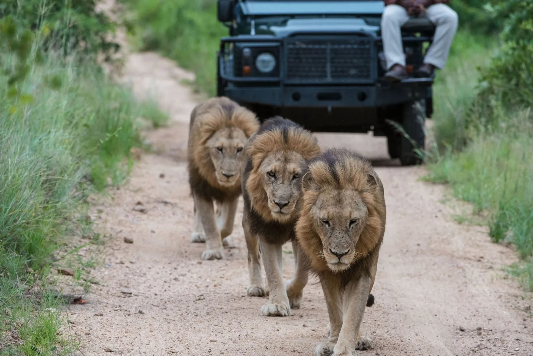 Northern Kenya Wilderness and Laikipia Safari