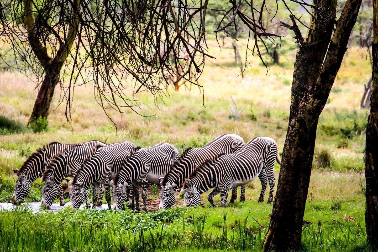Northern Kenya Wilderness and Laikipia Safari 2