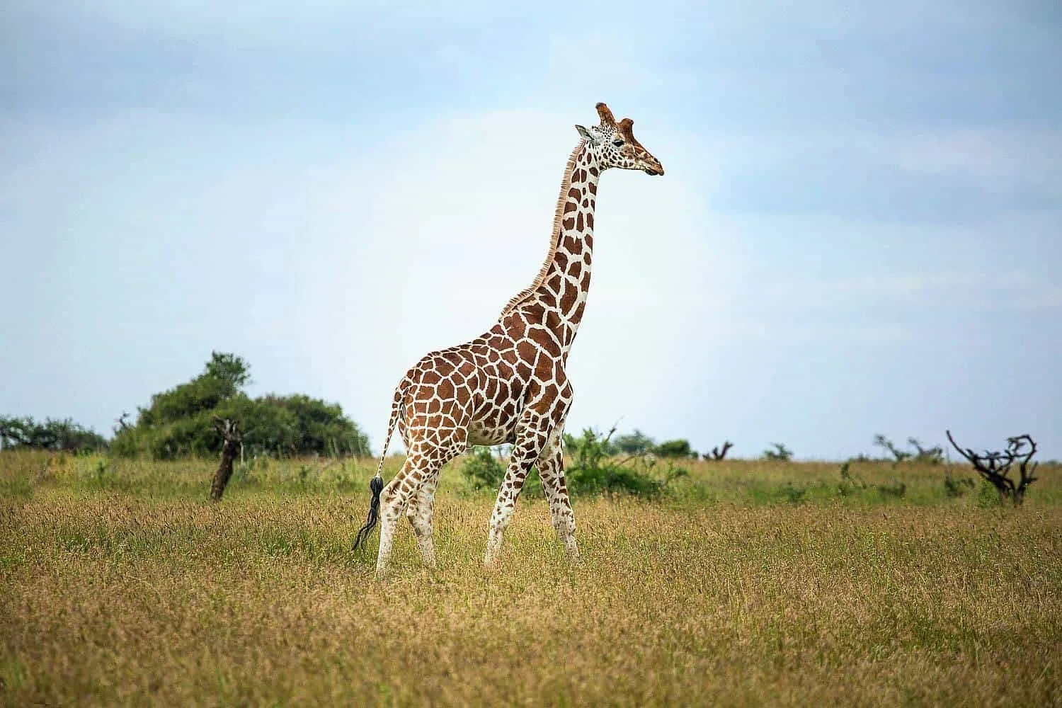 Northern Kenya Wilderness and Laikipia Safari 3