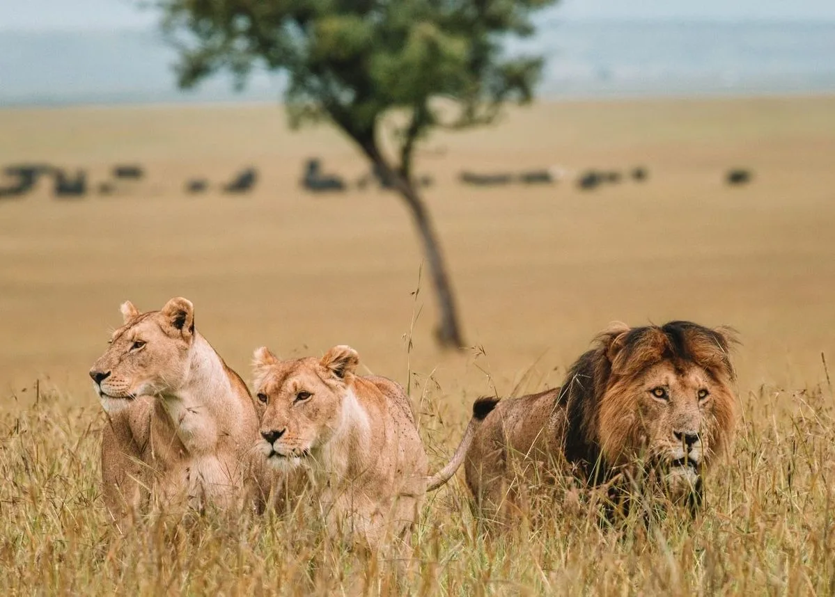 Five Days Maasai Mara and Amboseli Safari