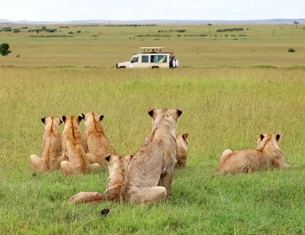 Five Days Maasai Mara and Amboseli Safari 2