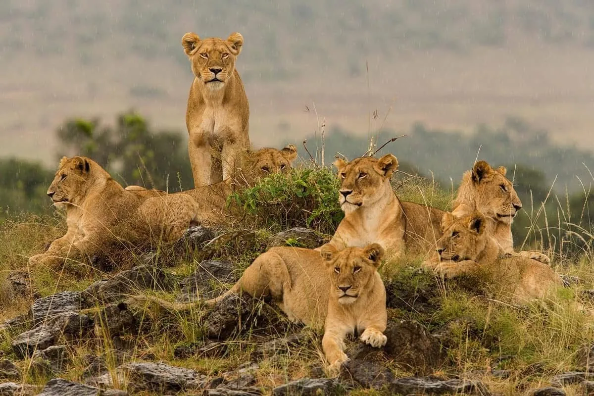 Five Days Maasai Mara and Amboseli Safari 3