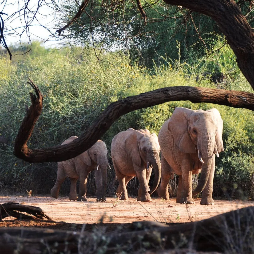 Five Days Northern Kenya Samburu and Ol Pejeta Safari