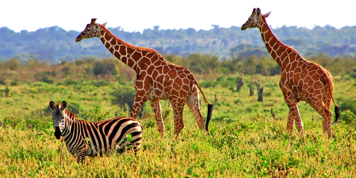 8 Days Northern Frontier and Savanna Safari